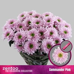 Chrysanth Spray Commander Pink 70cm 80gr.