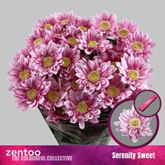 Chrysanth Spray Serenity Sweet 70cm 70gr.
