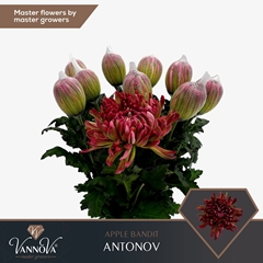 Chrysanth Single Painted Antonov Apple Bandit 70cm 100gr.