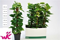 Epipremnum Moss Stick 19Ø 90cm