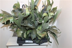 Platycerium Bifurcatum 20Ø 50cm