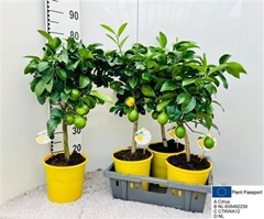 Citrus Meyer 21Ø 70cm
