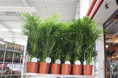 Dypsis Lutescens 21Ø 85cm