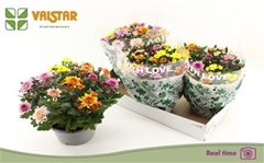 Chrysanth Elixer 23Ø 25cm