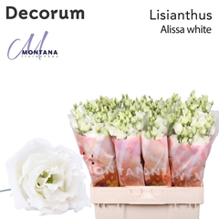 Eustoma Double Alissa White 60cm