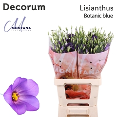 Eustoma Single Botanic Blue 70cm