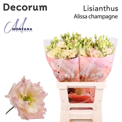 Eustoma Double Alissa Champagne 70cm