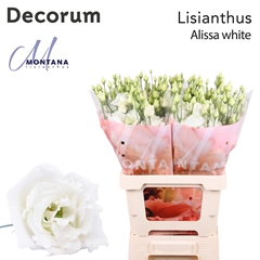Eustoma Double Alissa White 70cm
