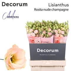Eustoma Double Rosita Champagne 70cm