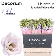 Eustoma Double Stracciatella Lavender 70cm