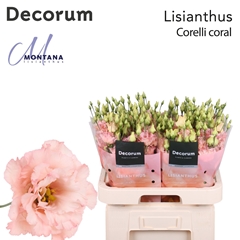 Eustoma Double Corelli Coral 70cm