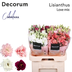 Eustoma Double Mix 70cm