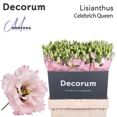 Eustoma Double Celebrich Queen 70cm