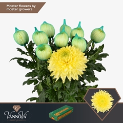 Chrysanth Single Magnum Yellow 70cm 105gr.