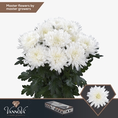 Chrysanth Single Undercover 70cm 75gr.