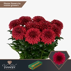 Chrysanth Single Lamira Red 70cm 100gr.