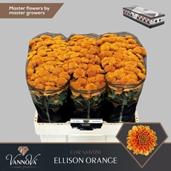 Chrysanth Santini Ellison Orange 55cm 44gr.