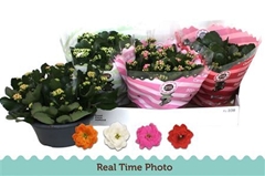 Kalanchoe Double Mix 23Ø 27cm