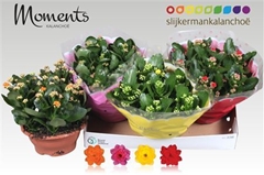 Kalanchoe Double Mix 23Ø 25cm