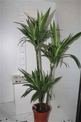 Dracaena Lemon Lime 24Ø 140cm
