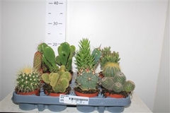 Cactus Mix 8Ø 10cm