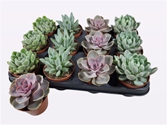 Echeveria Mix 8Ø 10cm