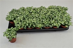 Fittonia Mosaic White Tiger 8Ø 15cm