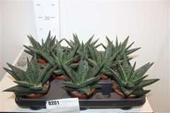 Gasterhaworthia Royal Highness 8Ø 15cm
