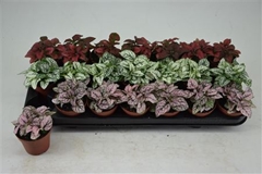 Hypoestes Mix 8Ø 10cm