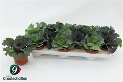 Brassica Oleracea 10Ø 15cm