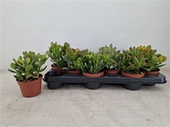 Crassula Mixed 10Ø 18cm