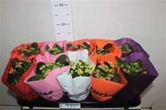 Kalanchoe Double Mix 10Ø 25cm