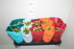 Kalanchoe Double Mix 10Ø 25cm