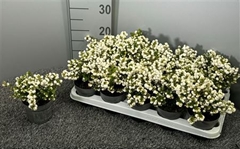 Gaultheria White Berry 10Ø 20cm