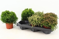 Rhipsalis Mix 10Ø 15cm
