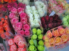 Rosa Mixed 50cm
