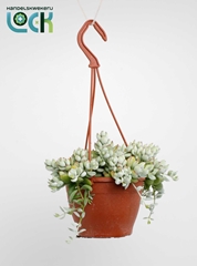 Cotyledon Pendens 12Ø 25cm