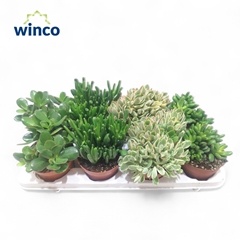 Crassula Mixed 12Ø 20cm
