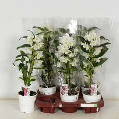 Dendrobium Nobile Cultivars 12Ø 45cm 1st