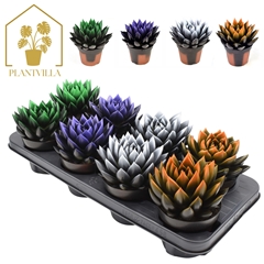 Echeveria Agavoides 12Ø 15cm