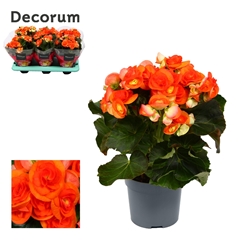 Begonia Double Reina 13Ø 32cm