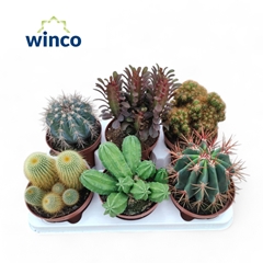 Cactus Mix 13Ø 16cm