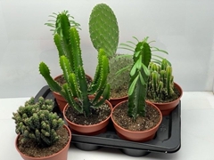 Cactus Mix 17Ø 25cm