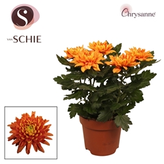 Chrysanth Durango 17Ø 35cm
