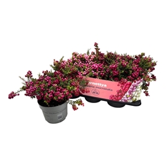 Gaultheria Mucronata 17Ø 25cm