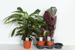 Calathea Mixed 3 Varietys 19Ø 75cm
