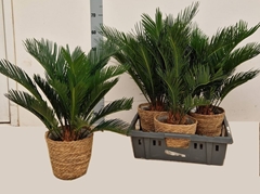 Cycas Revoluta 22Ø 55cm