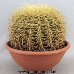 Echinocactus Grusoni 24Ø 25cm