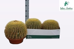 Echinocactus Grusoni 27Ø 25cm