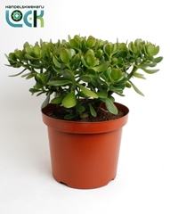 Crassula Ovata 29Ø 50cm